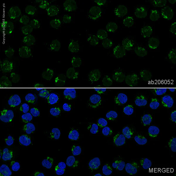 Immunocytochemistry/ Immunofluorescence - Alexa Fluor® 488 Anti-M-CSF antibody [EP1179Y] (AB206052)