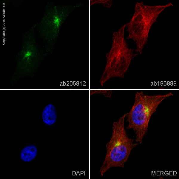Immunocytochemistry/ Immunofluorescence - Alexa Fluor® 488 Anti-M6PR (cation independent) antibody [2G11] - Lysosome Membrane Marker (AB205812)