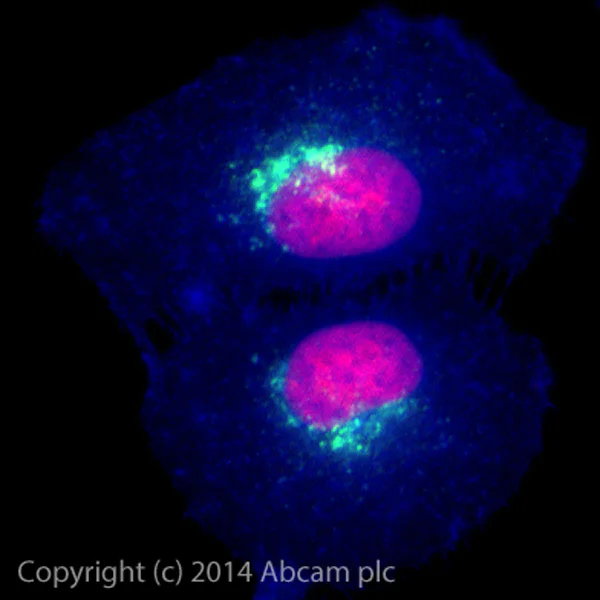 Immunocytochemistry/ Immunofluorescence - Alexa Fluor® 488 Anti-M6PR (cation independent) antibody [EPR6599] - Lysosome Membrane Marker (AB184807)