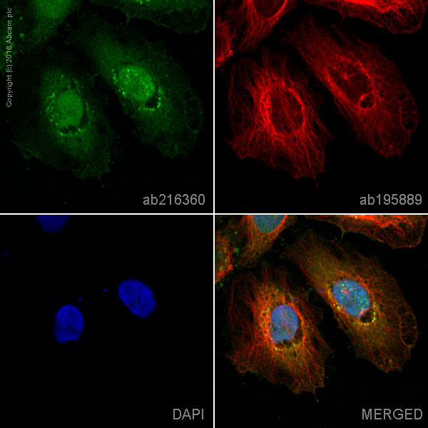 Immunocytochemistry/ Immunofluorescence - Alexa Fluor® 488 Anti-MALT1/MLT antibody [EP603Y] (AB216360)