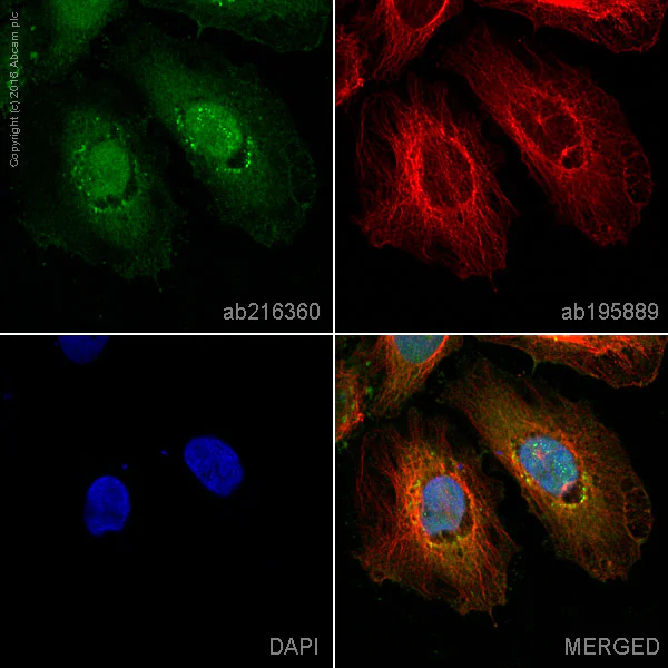 Immunocytochemistry/ Immunofluorescence - Alexa Fluor® 488 Anti-MALT1/MLT antibody [EP603Y] (AB216360)
