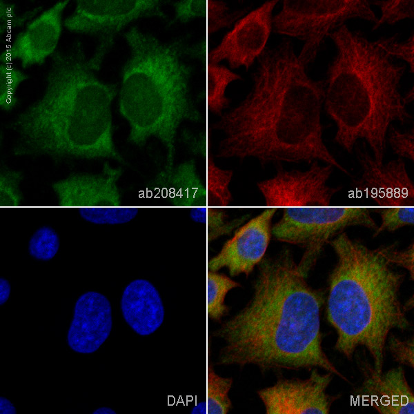 Immunocytochemistry/ Immunofluorescence - Alexa Fluor® 488 Anti-MAT2A + MAT1A antibody [EPR10496] (AB208417), expandable thumbnail