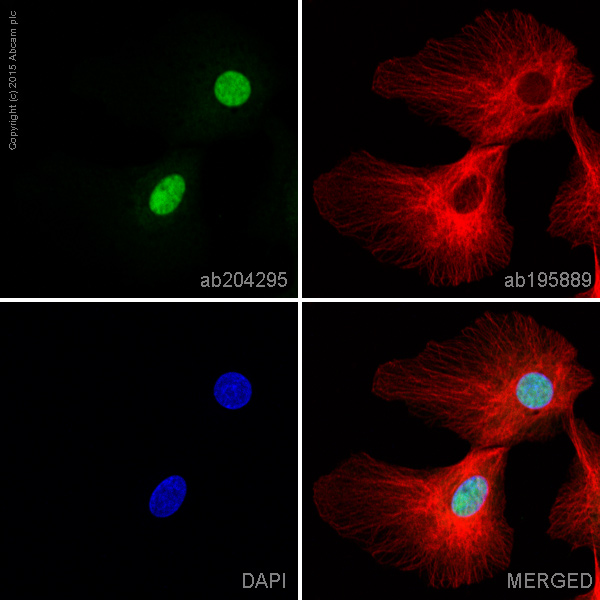 Immunocytochemistry/ Immunofluorescence - Alexa Fluor® 488 Anti-Matrin 3 antibody [EPR10635(B)] (AB204295)