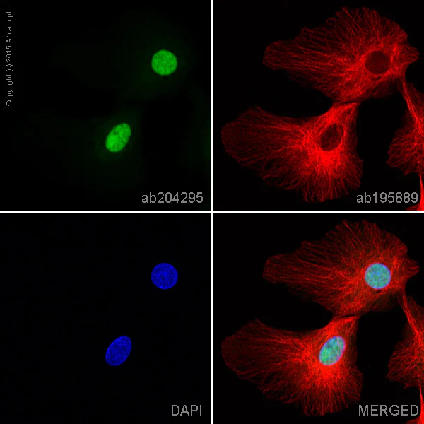 Immunocytochemistry/ Immunofluorescence - Alexa Fluor® 488 Anti-Matrin 3 antibody [EPR10635(B)] (AB204295)