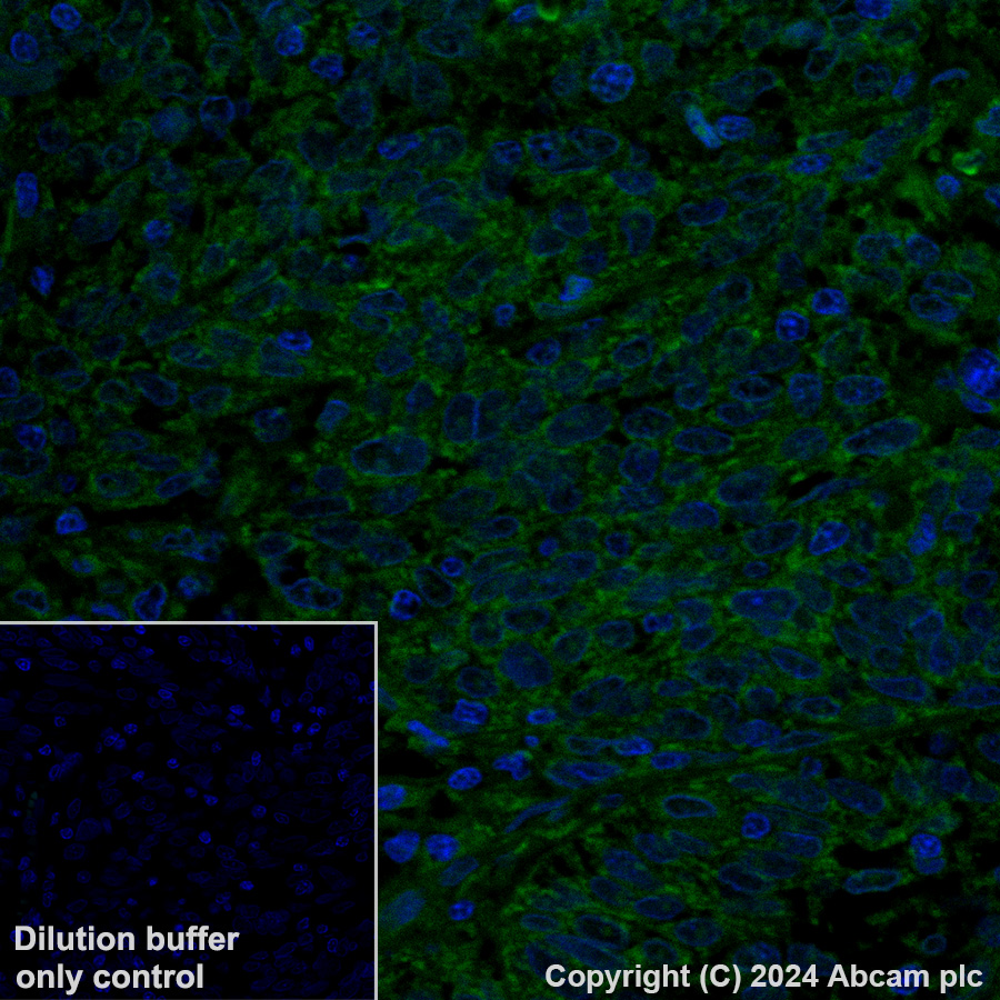 Immunohistochemistry (Formalin/PFA-fixed paraffin-embedded sections) - Alexa Fluor® 488 Anti-MAVS antibody [EPR26357-91] (AB318241), expandable thumbnail