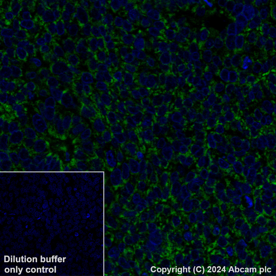 Immunohistochemistry (Formalin/PFA-fixed paraffin-embedded sections) - Alexa Fluor® 488 Anti-MAVS antibody [EPR26357-91] (AB318241), expandable thumbnail
