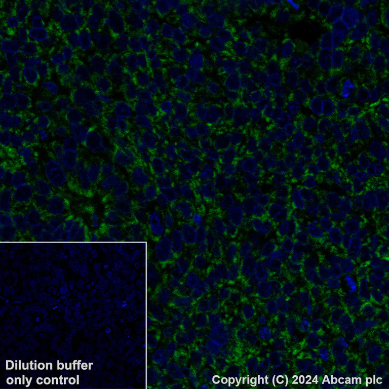 Immunohistochemistry (Formalin/PFA-fixed paraffin-embedded sections) - Alexa Fluor® 488 Anti-MAVS antibody [EPR26357-91] (AB318241)