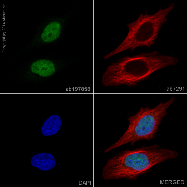 Immunocytochemistry/ Immunofluorescence - Alexa Fluor® 488 Anti-MBD3 antibody [EPR9913] (AB197858)
