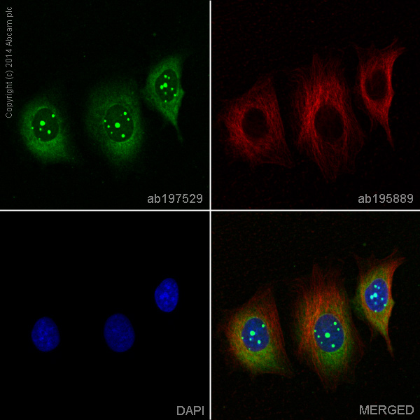 Immunocytochemistry/ Immunofluorescence - Alexa Fluor® 488 Anti-MCL1 antibody [Y37] (AB197529)