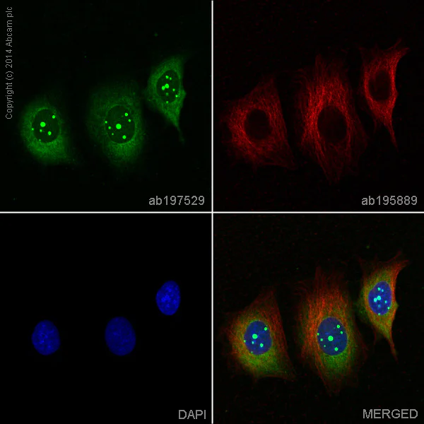 Immunocytochemistry/ Immunofluorescence - Alexa Fluor® 488 Anti-MCL1 antibody [Y37] (AB197529)