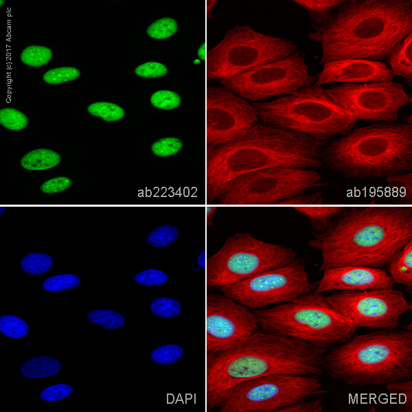 Immunocytochemistry/ Immunofluorescence - Alexa Fluor® 488 Anti-MCM2 antibody [EPR4120] (AB223402), expandable thumbnail