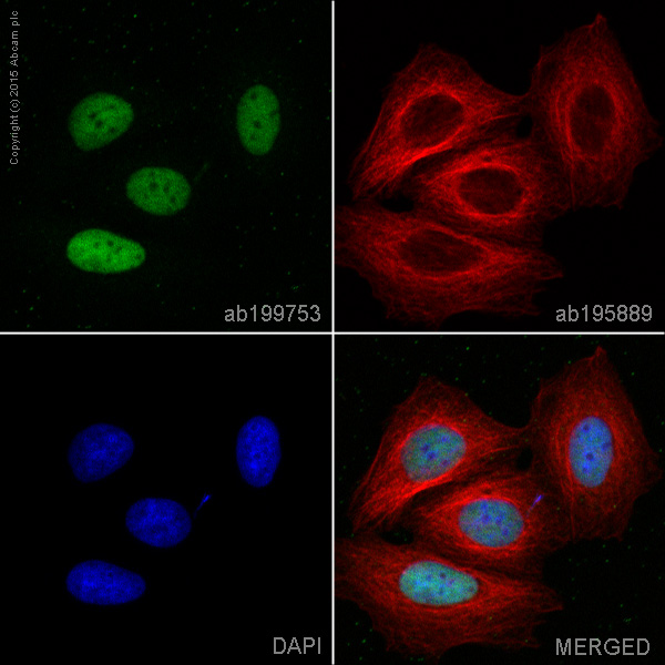 Immunocytochemistry/ Immunofluorescence - Alexa Fluor® 488 Anti-MCM7/PRL antibody [EP1974Y] (AB199753)