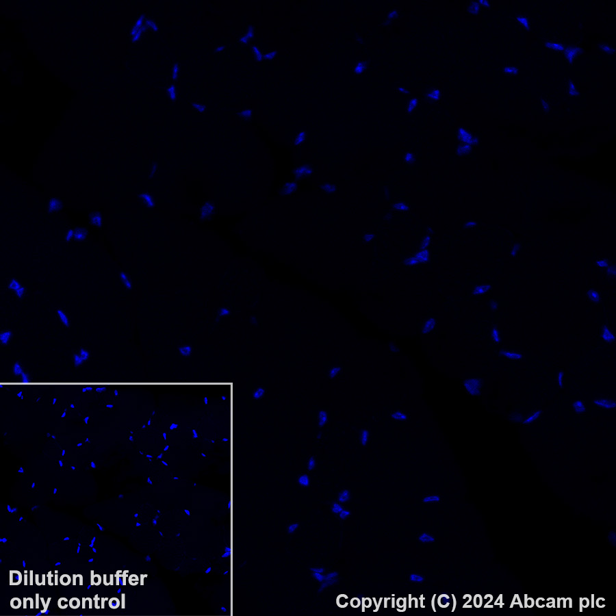 Immunohistochemistry (Formalin/PFA-fixed paraffin-embedded sections) - Alexa Fluor® 488 Anti-MCP1 antibody [EPR27464-89] (AB316343), expandable thumbnail