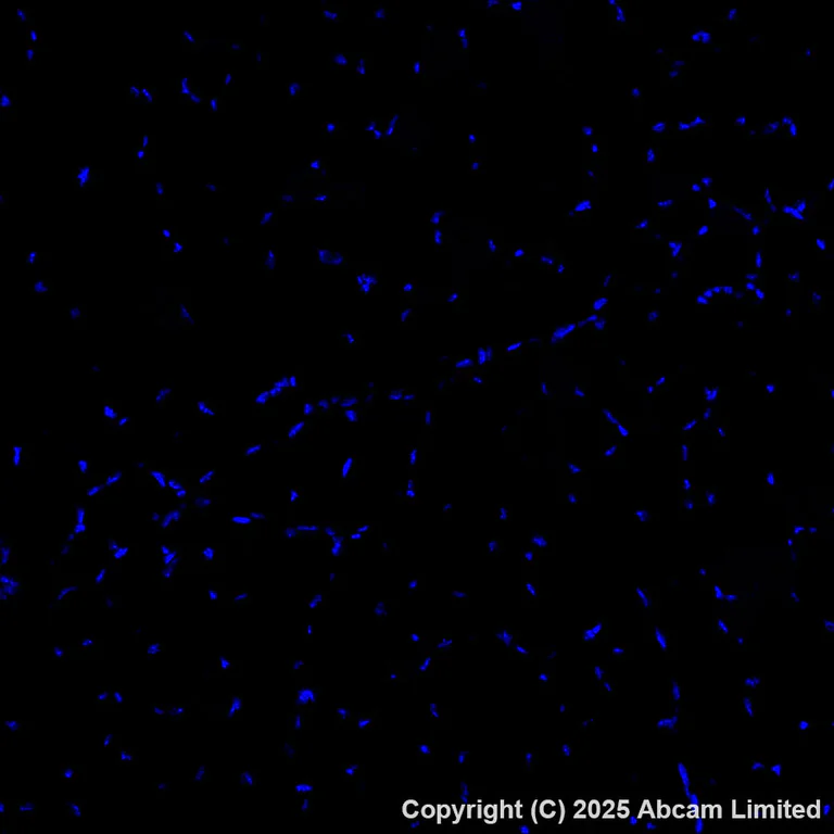 Immunohistochemistry (Formalin/PFA-fixed paraffin-embedded sections) - Alexa Fluor® 488 Anti-ME1 antibody [EPR28891-30] (AB324366)