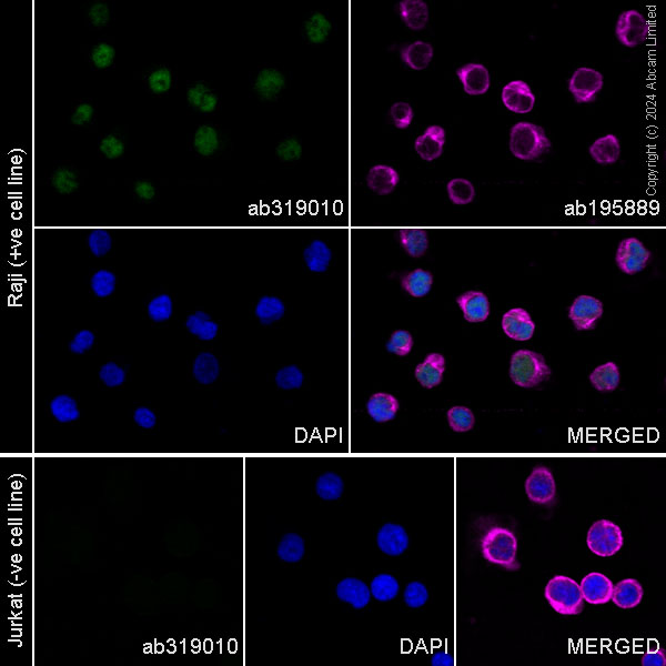 Immunocytochemistry/ Immunofluorescence - Alexa Fluor® 488 Anti-MEF2C antibody [EPR19089-202] (AB319010)