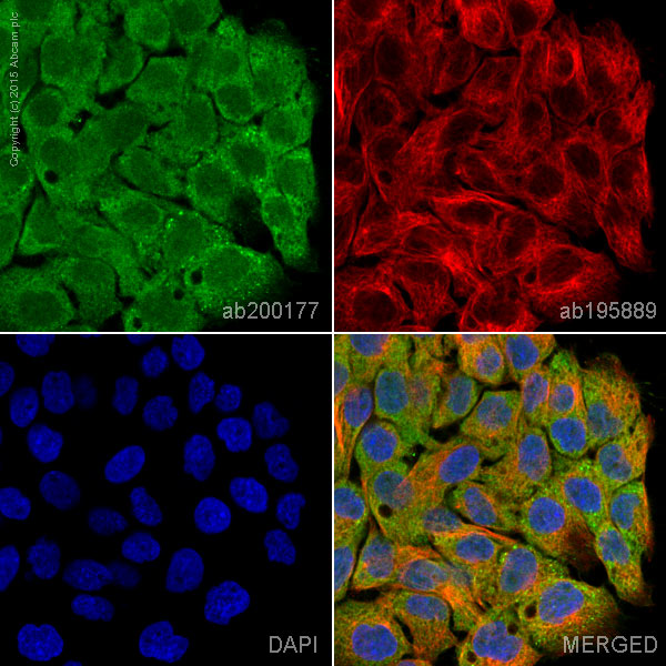 Immunocytochemistry/ Immunofluorescence - Alexa Fluor® 488 Anti-MEK1 + MEK2 antibody [EPR16667] (AB200177)