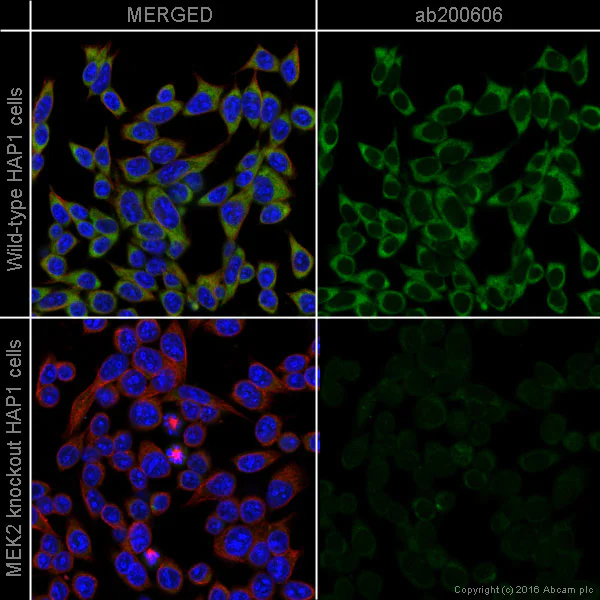 Immunocytochemistry/ Immunofluorescence - Alexa Fluor® 488 Anti-MEK2 antibody [Y78] (AB200606)