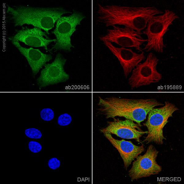 Immunocytochemistry/ Immunofluorescence - Alexa Fluor® 488 Anti-MEK2 antibody [Y78] (AB200606)