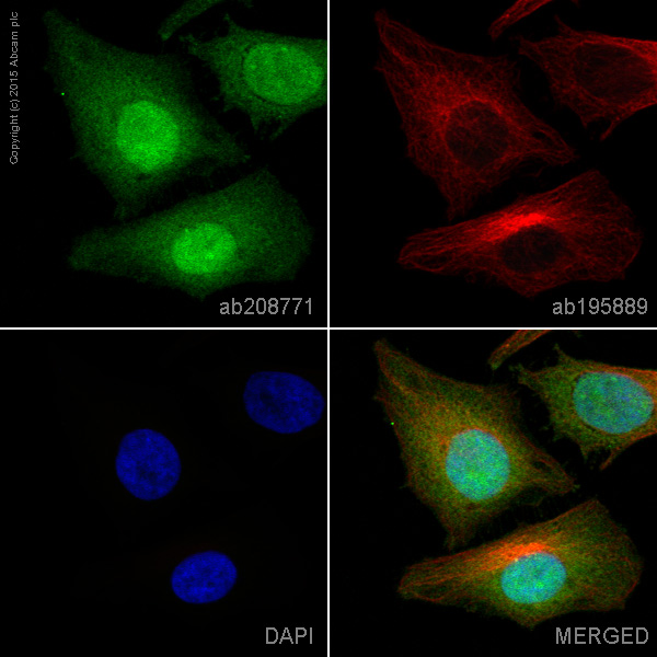 Immunocytochemistry/ Immunofluorescence - Alexa Fluor® 488 Anti-MEK3 antibody [EPR17345-104] (AB208771)