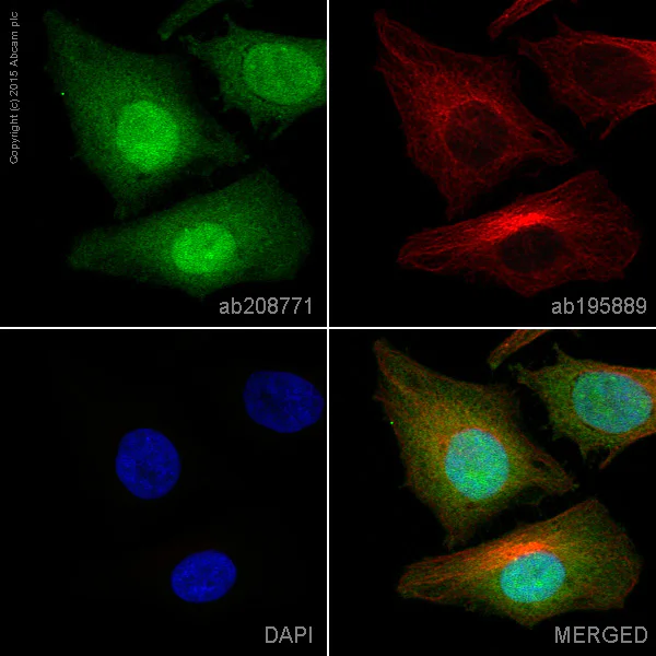 Immunocytochemistry/ Immunofluorescence - Alexa Fluor® 488 Anti-MEK3 antibody [EPR17345-104] (AB208771)
