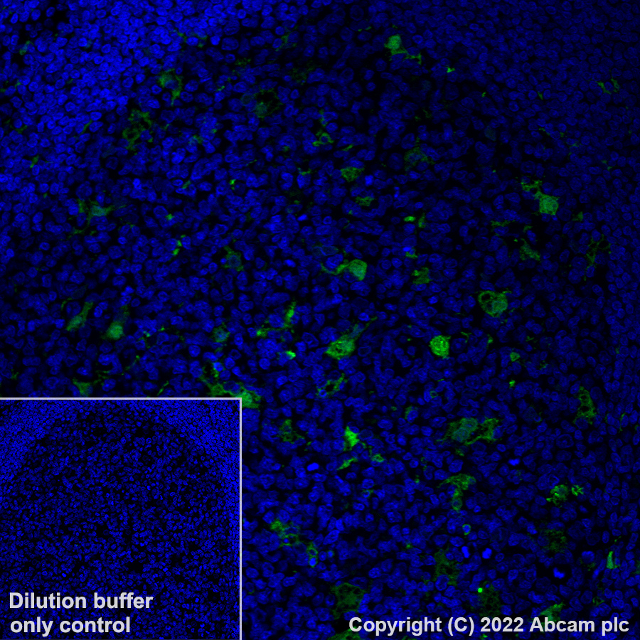 Immunohistochemistry (Formalin/PFA-fixed paraffin-embedded sections) - Alexa Fluor® 488 Anti-MERTK antibody [Y323] (AB307385), expandable thumbnail