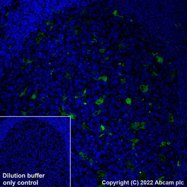 Immunohistochemistry (Formalin/PFA-fixed paraffin-embedded sections) - Alexa Fluor® 488 Anti-MERTK antibody [Y323] (AB307385)