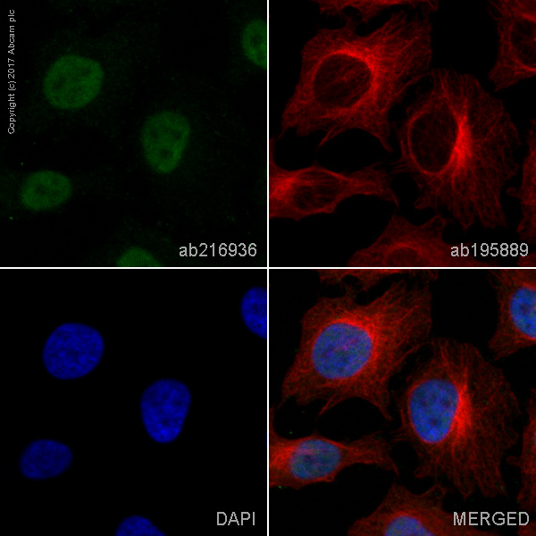 Immunocytochemistry/ Immunofluorescence - Alexa Fluor® 488 Anti-METTL3 antibody [EPR18810] (AB216936), expandable thumbnail