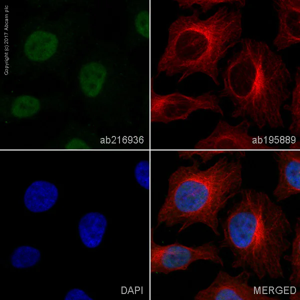 Immunocytochemistry/ Immunofluorescence - Alexa Fluor® 488 Anti-METTL3 antibody [EPR18810] (AB216936)