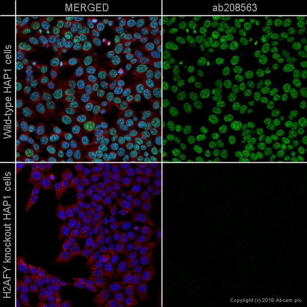 Immunocytochemistry/ Immunofluorescence - Alexa Fluor® 488 Anti-mH2A1 antibody [EPR9359(2)] (AB208563)