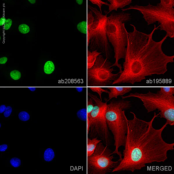 Immunocytochemistry/ Immunofluorescence - Alexa Fluor® 488 Anti-mH2A1 antibody [EPR9359(2)] (AB208563)
