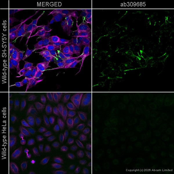 Immunocytochemistry/ Immunofluorescence - Alexa Fluor® 488 Anti-Midkine antibody [EP1143Y] (AB309685)