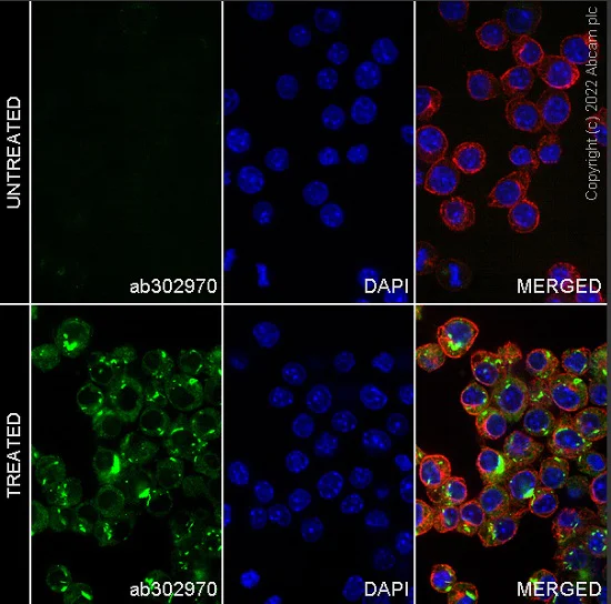 Immunocytochemistry/ Immunofluorescence - Alexa Fluor® 488 Anti-MIP-1 alpha/CCL3 antibody [EPR16618-90] (AB302970)