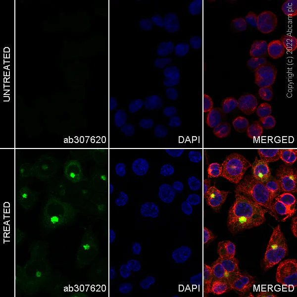 Immunocytochemistry/ Immunofluorescence - Alexa Fluor® 488 Anti-MIP-1 alpha/CCL3 + CCL3L1 antibody [EPR22529-19] (AB307620)