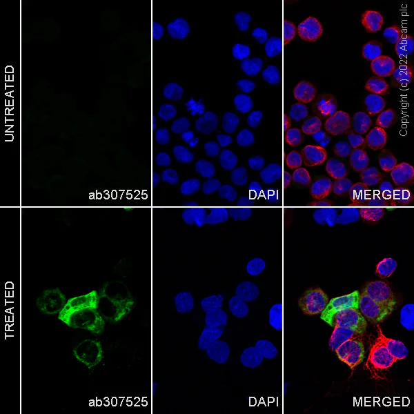 Immunocytochemistry/ Immunofluorescence - Alexa Fluor® 488 Anti-MIP-1 alpha/CCL3 + CCL4/MIP-1 beta + CCL3L1 + CCL4L1 antibody [EPR19900-275] (AB307525)