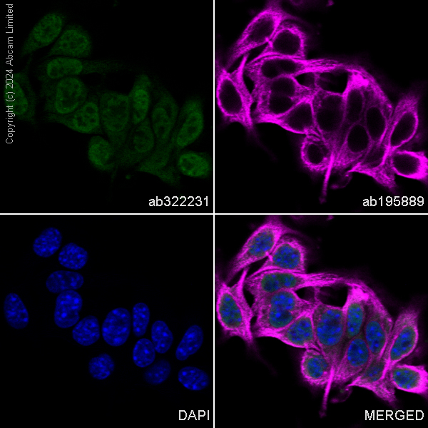 Immunocytochemistry/ Immunofluorescence - Alexa Fluor® 488 Anti-MiTF antibody [EPR26363-10] (AB322231), expandable thumbnail