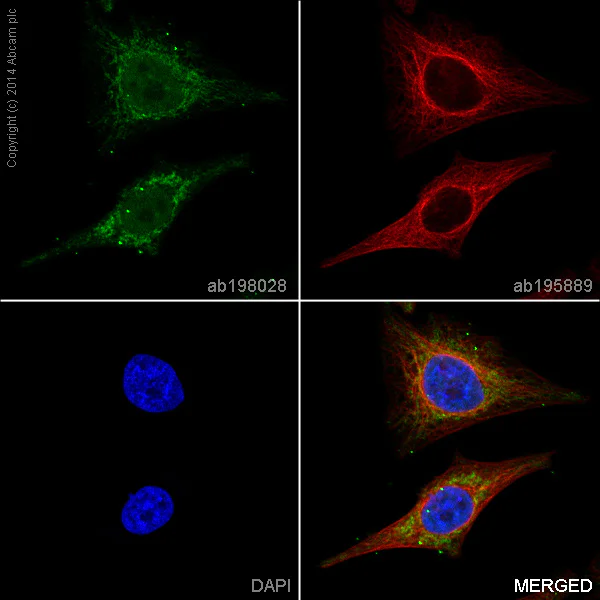 Immunocytochemistry/ Immunofluorescence - Alexa Fluor® 488 Anti-Mitofilin antibody [2E4AD5] (AB198028)