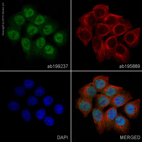 Immunocytochemistry/ Immunofluorescence - Alexa Fluor® 488 Anti-MLH1 antibody [EPR3894] (AB199237)