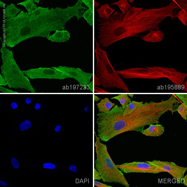 Immunocytochemistry/ Immunofluorescence - Alexa Fluor® 488 Anti-MMP1 antibody [EP1247Y] (AB197233)