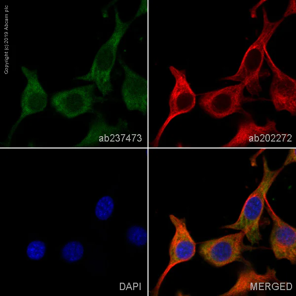 Immunocytochemistry/ Immunofluorescence - Alexa Fluor® 488 Anti-MMP2 antibody [EPR1184] (AB237473)