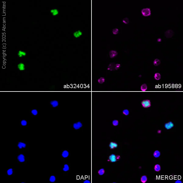 Immunocytochemistry/ Immunofluorescence - Alexa Fluor® 488 Anti-MNDA antibody [EPR28267-44] (AB324034)