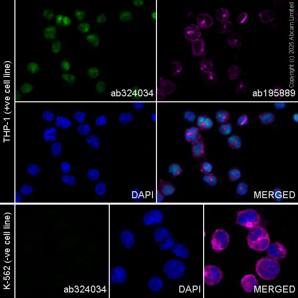 Immunocytochemistry/ Immunofluorescence - Alexa Fluor® 488 Anti-MNDA antibody [EPR28267-44] (AB324034)