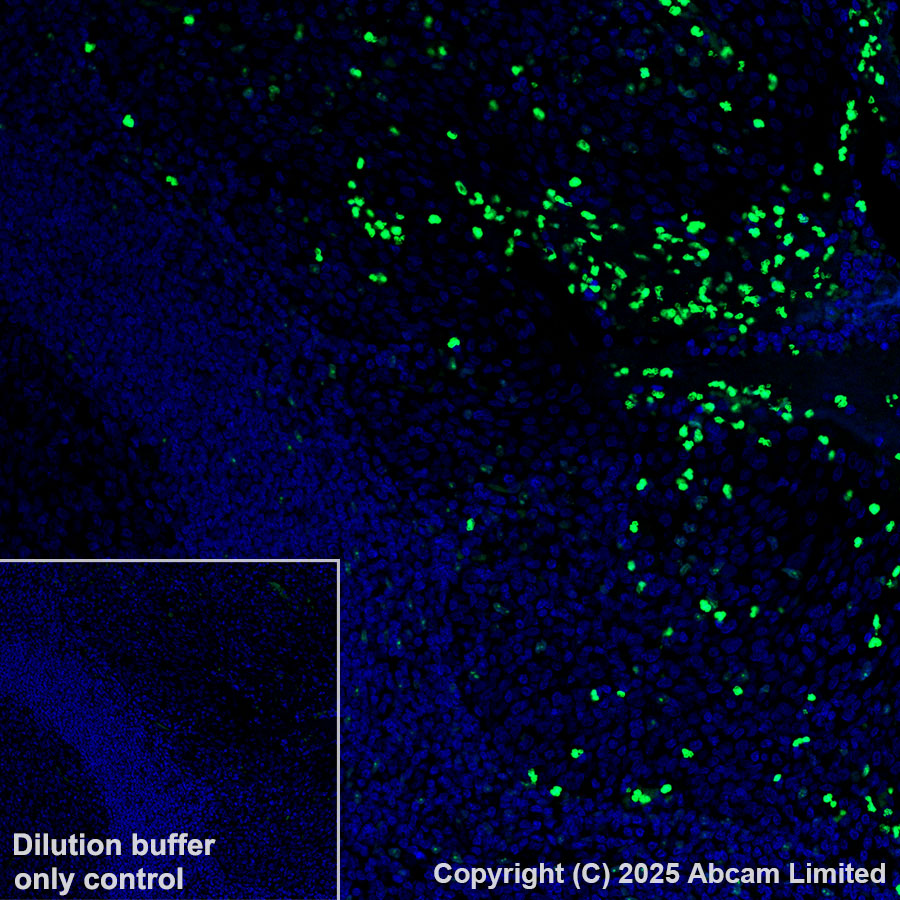 Immunohistochemistry (Formalin/PFA-fixed paraffin-embedded sections) - Alexa Fluor® 488 Anti-MNDA antibody [EPR28267-44] (AB324034), expandable thumbnail
