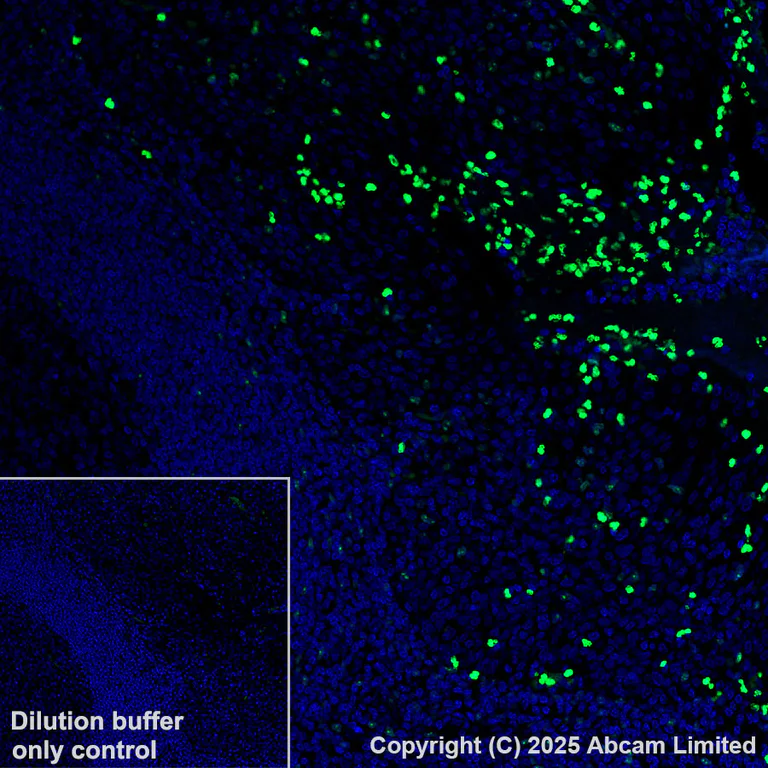 Immunohistochemistry (Formalin/PFA-fixed paraffin-embedded sections) - Alexa Fluor® 488 Anti-MNDA antibody [EPR28267-44] (AB324034)