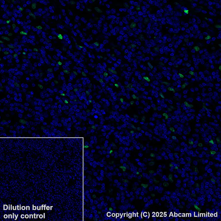 Immunohistochemistry (Formalin/PFA-fixed paraffin-embedded sections) - Alexa Fluor® 488 Anti-MNDA antibody [EPR28267-44] (AB324034)