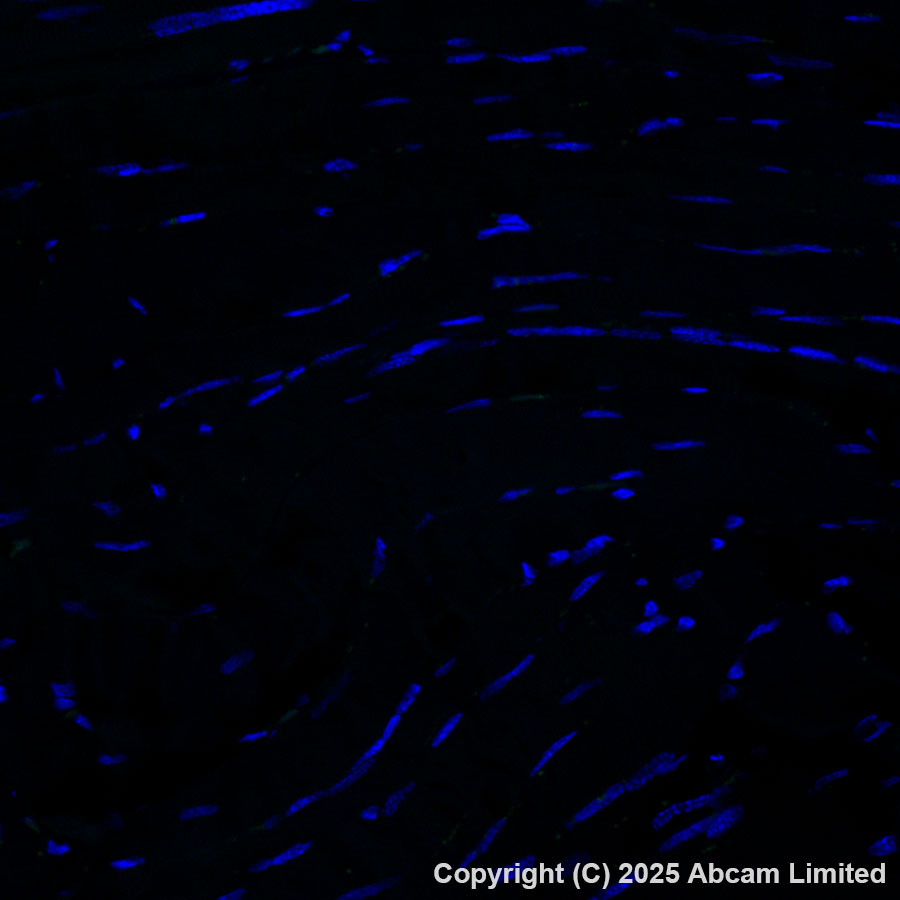 Immunohistochemistry (Formalin/PFA-fixed paraffin-embedded sections) - Alexa Fluor® 488 Anti-MNDA antibody [EPR28267-44] (AB324034), expandable thumbnail