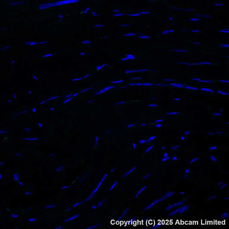 Immunohistochemistry (Formalin/PFA-fixed paraffin-embedded sections) - Alexa Fluor® 488 Anti-MNDA antibody [EPR28267-44] (AB324034)