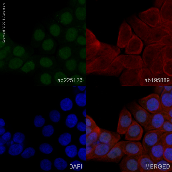 Immunocytochemistry/ Immunofluorescence - Alexa Fluor® 488 Anti-MSH3 antibody [EPR4334(2)] (AB225126), expandable thumbnail