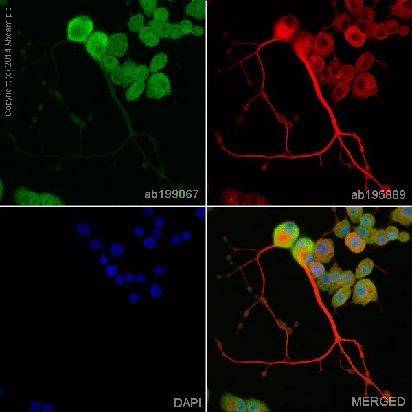 Immunocytochemistry/ Immunofluorescence - Alexa Fluor® 488 Anti-MSI2 antibody [EP1305Y] (AB199067)