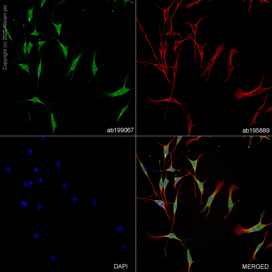 Immunocytochemistry/ Immunofluorescence - Alexa Fluor® 488 Anti-MSI2 antibody [EP1305Y] (AB199067)