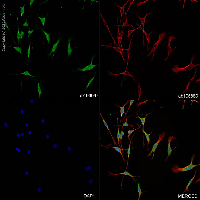 Immunocytochemistry/ Immunofluorescence - Alexa Fluor® 488 Anti-MSI2 antibody [EP1305Y] (AB199067)